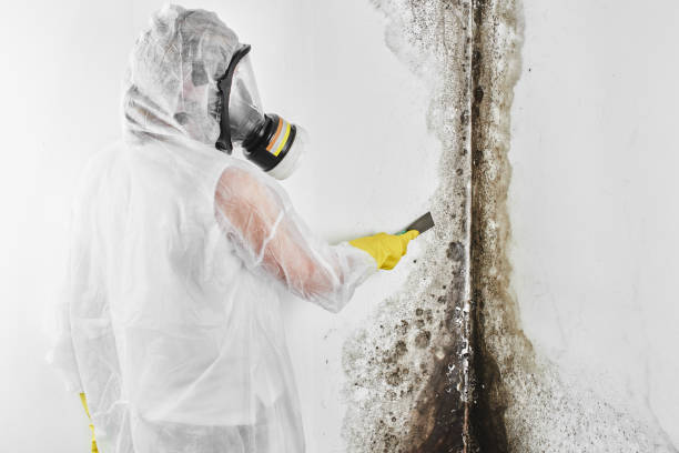 Best Emergency Mold Remediation in Marysville, MI