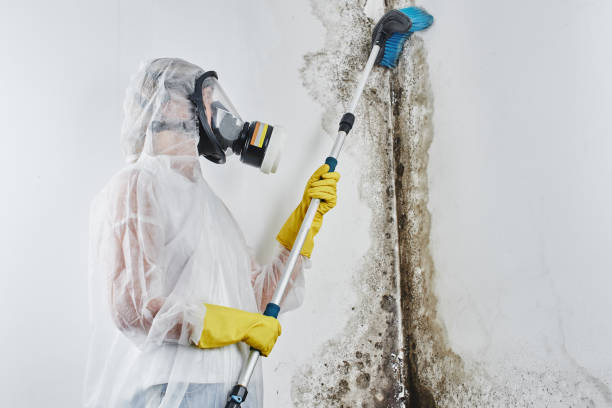 Best Post-Remediation Services in Marysville, MI