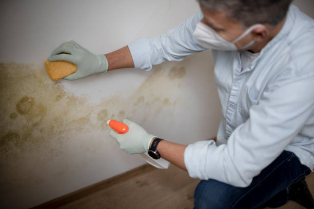 Best Basement Mold Remediation in Marysville, MI
