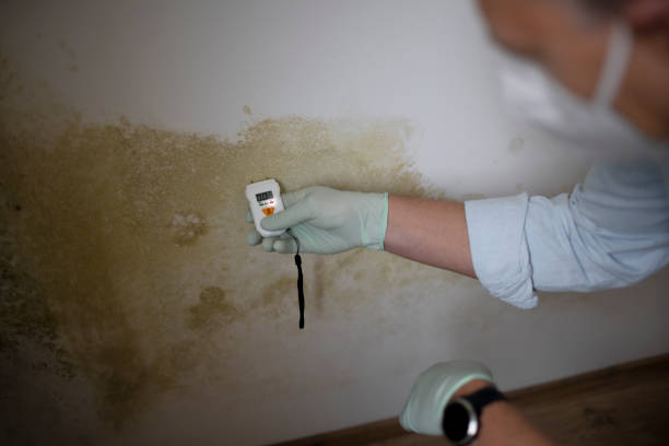 Best Industrial Mold Remediation in Marysville, MI