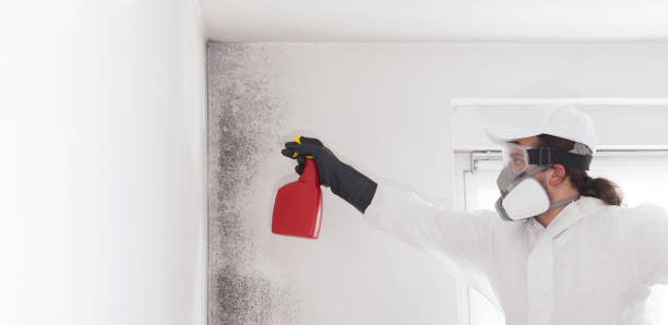 Best Post-Flood Mold Remediation in Marysville, MI