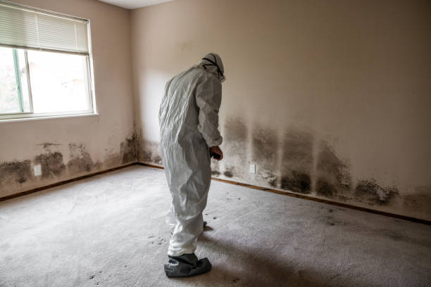 Best Mold Remediation for Schools in Marysville, MI