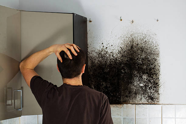  Marysville, MI Mold Removal Pros