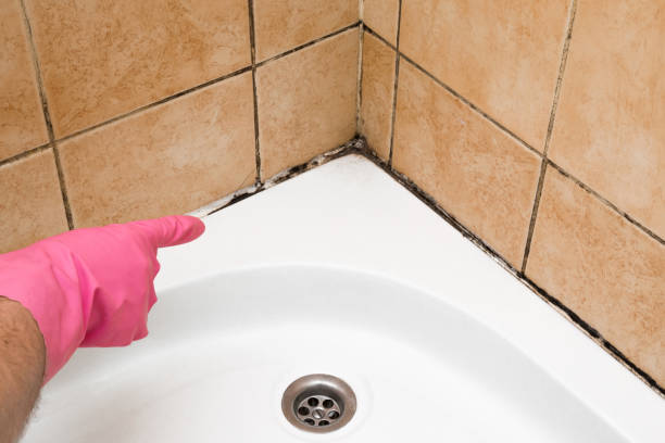 Best Attic Mold Remediation in Marysville, MI
