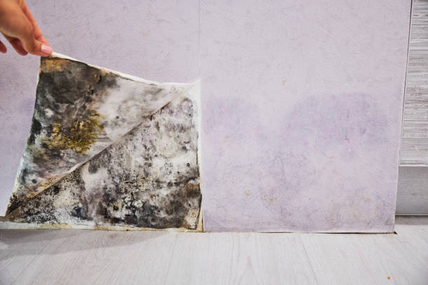 Best Kitchen Mold Remediation in Marysville, MI